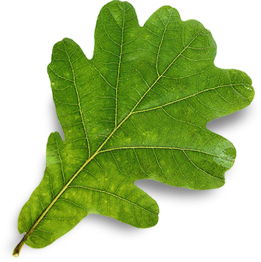 leaf