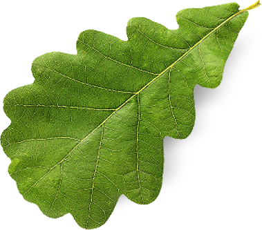 leaf