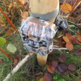 Steenmarter en patrijzen op cameraval