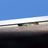 Invliegende dwergvleermuis!