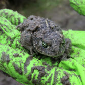 Paddenscherm Hoek van Holland