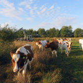 Ecologische begeleiding Bossche Broek