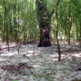 Bosbeheer gemeente Zeewolde