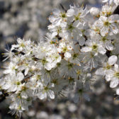 Ontwikkeling landgoed Oolen