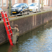 Verplaatsen muur- en tongvarens