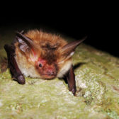 Vacature vleermuisonderzoek!