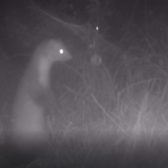 Zoogdieronderzoek Hilvarenbeek