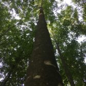 Blessen Horsterwold en Almeerderhout