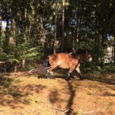 Stormhout landgoed Kamersven
