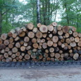 Blessen en houtoogstbegeleiding Rucphense heide