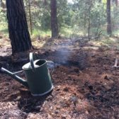 Bosbeheer gemeente Gemert-Bakel