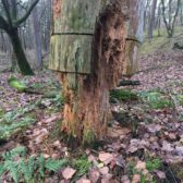 Bosinventarisatie Gemeente Boxmeer