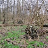 Kap abelen in De Mortel