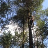 Opsnoeien kwaliteitsbomen Liesbos