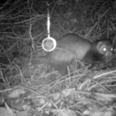 Compensatie leefgebied marters