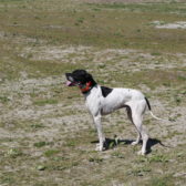 Broedvrij houden terreinen Havenbedrijf Rotterdam