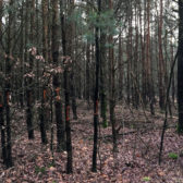 Dunningspaden en blessen in Boekenderbos