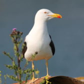 Broedvogelmonitoring Europoort en Maasvlakte