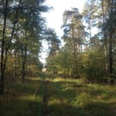 Taxatie houtopstand Bladel