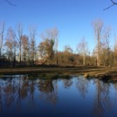 Zuiveren bosverjonging gemeente Cranendonck