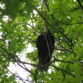 Quickscan – Roeken in bomen