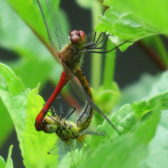 Inventarisatie soorten in Helmond