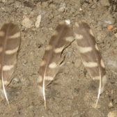 Quickscan – Steenuil in schuur