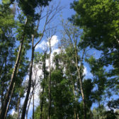 Inventarisatie essentaksterfte