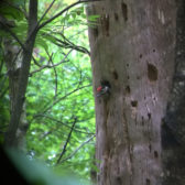 Broedvogel inventarisatie Bergherbos