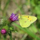 Bermen vergelijken A27