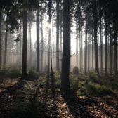 Bosbeheer in beweging