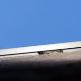 Soortenonderzoek recreatiebedrijf Duinoord