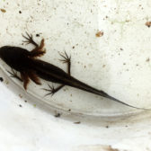 Vleermuizen en kamsalamanders ‘s-Hertogenbosch