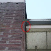 Vleermuisonderzoek TU Eindhoven