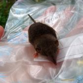 Muizenonderzoek oeverzones Helmond