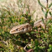 Afvangen levendbarende hagedissen Natuurpoort Nederheide