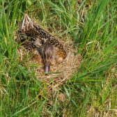 Fauna en schade door materieel