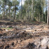 Beheervisie Rucphense bossen