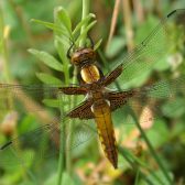 Libellenonderzoek Langven Best