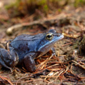 Amfibieënonderzoek Griendtsveen