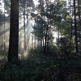 Bosbeheerplan Boxmeer