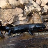 Amfibieënonderzoek Leende