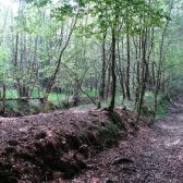 Herstel natte bos Schraalzand