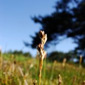 Vegetatieonderzoek Langven Best