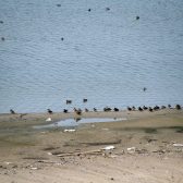 Onderzoek Slobeenden