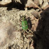 Bijzondere soorten tijdens SNL-monitoring