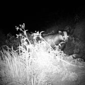 Dassenonderzoek Heumen