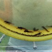 Onderzoek kamsalamander Heeswijk-Dinther