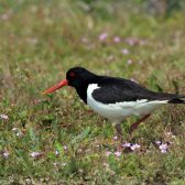 Broedvogelmonitoring Havenbedrijf Rotterdam