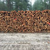 Blessen en houtoogst defensie